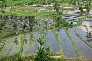 Rice_fields,_Rice_terraces,_Tirta_Gangga,_Bali,_Indonesia
