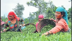 kangra