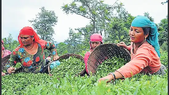 Dry Winter Causes Trouble for Kangra 