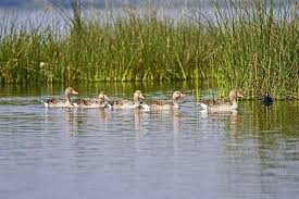 Migratory birds at Tal Chhapar Wildlife Sanctuary, a newly added India Ramsar Site 2025
