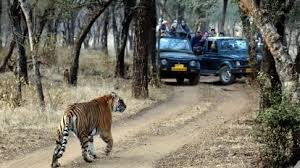 Third tiger death Ranthambore reserve shows rising human-wildlife conflict