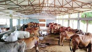 Cow vigilante Madhya Pradesh case: A man died after a brutal cattle transport attack. Police are investigating, and multiple arrests have been made.