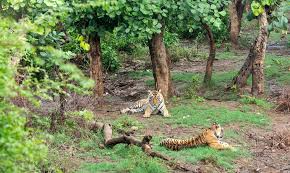 Sariska Critical Tiger Habitat near mining zones in Rajasthan