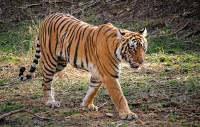 Tiger walking near a village highlights human-tiger conflict outside tiger reserves
