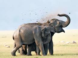 Project Elephant 2025: elephants near rail tracks in Northeast India