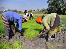 FPO business via webinars connecting farmers with buyers