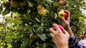 Kashmir apple import protection
