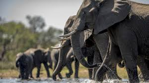 Wildlife Institute elephant report criticism – Asian elephant in captivity
