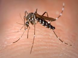 Andhra Pradesh mosquito control drone monitoring breeding sites
