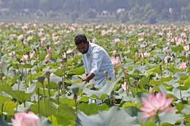 Lotus blooms in Kashmir’s Wular Lake after 30 years