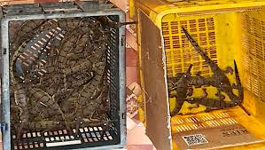 gharial hatchlings seized in Madhya Pradesh