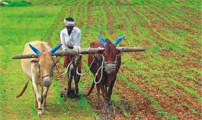 Farmer checking PM Kisan Samman Nidhi 20th Instalment status on mobile