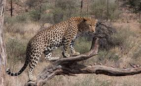 Goa Forest Department investigating leopard deaths in forest areas