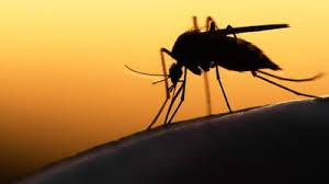 ICMR malaria vaccine AdFalciVax dual-stage protection