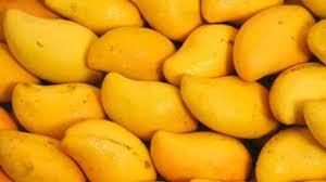 Totapuri mango farmers benefiting from DBT scheme in Andhra Pradesh