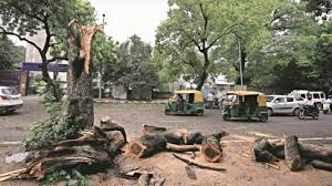 Forest clearance and sustainable development issue in India