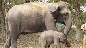 Elephant and calf trample 3 to death in Chhattisgarh