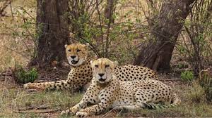Cheetahs in India cheetah reintroduction project at Kuno National Park