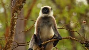 Injured langur after Bokaro mob attack following public threat warning