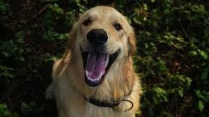 Dog Babu residence certificate issued in Patna, Bihar